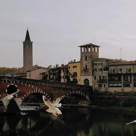 Borsari *